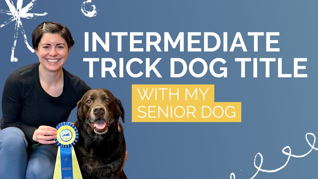 AKC Trick Dog Intermediate Title Earned with Senior Dog Lucy: 10 Tricks to Inspire You!
