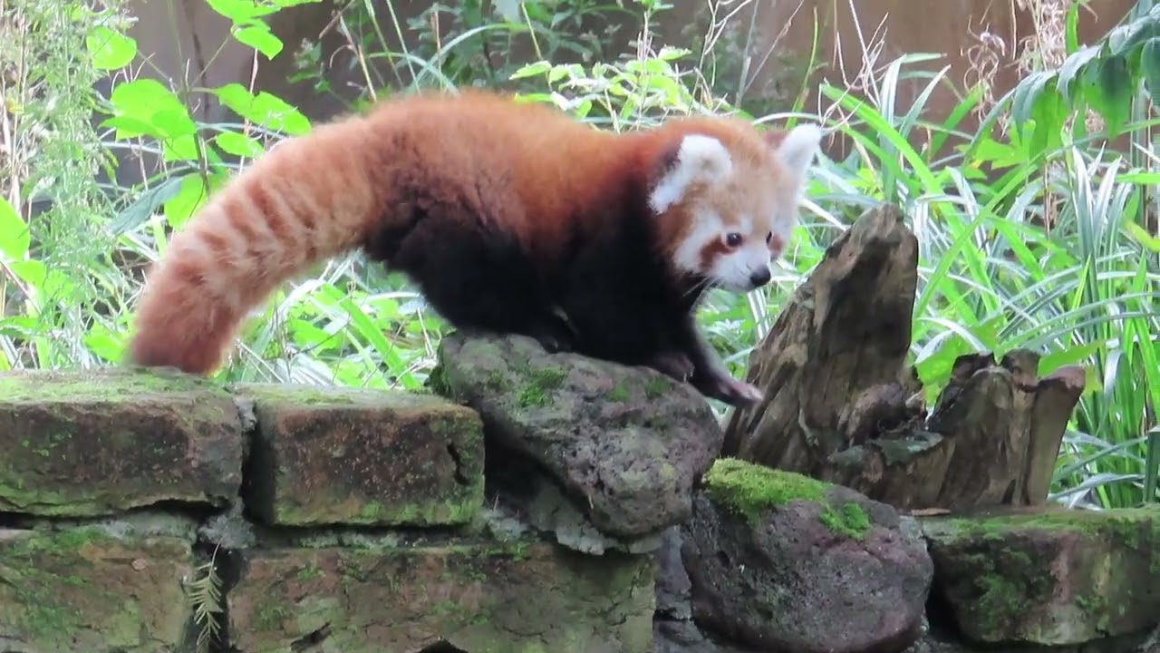 Klein panda baby op avontuur.