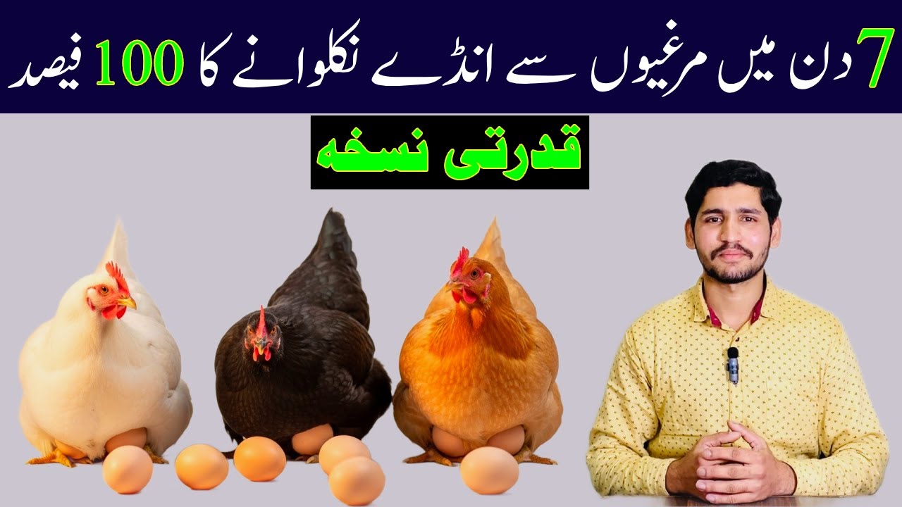 Raising Chickens for Eggs laying Hens | Low Cost Poultry Farming & Organic Fertile Eggs Collection