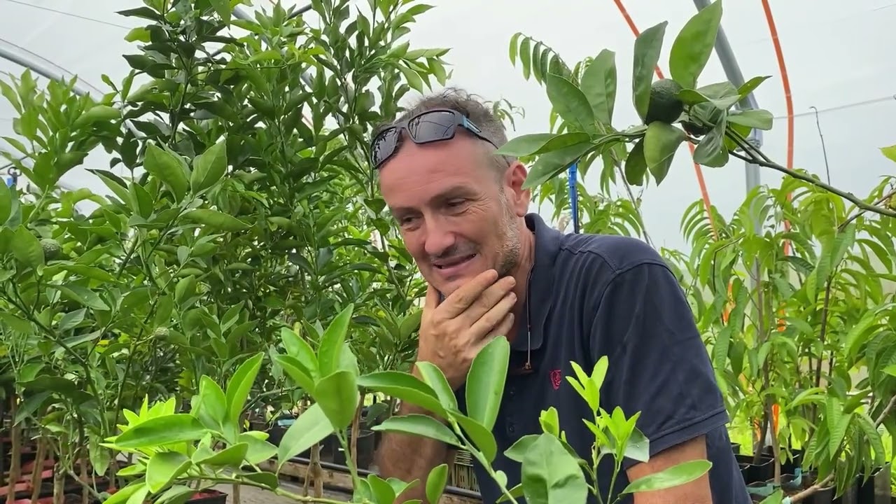 Visite d'une pépinière d'agrumes