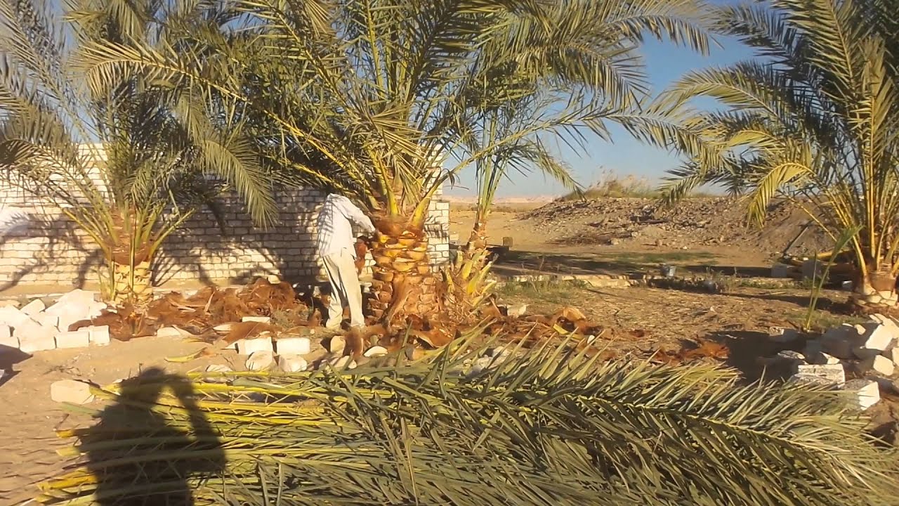تقليم النخيل