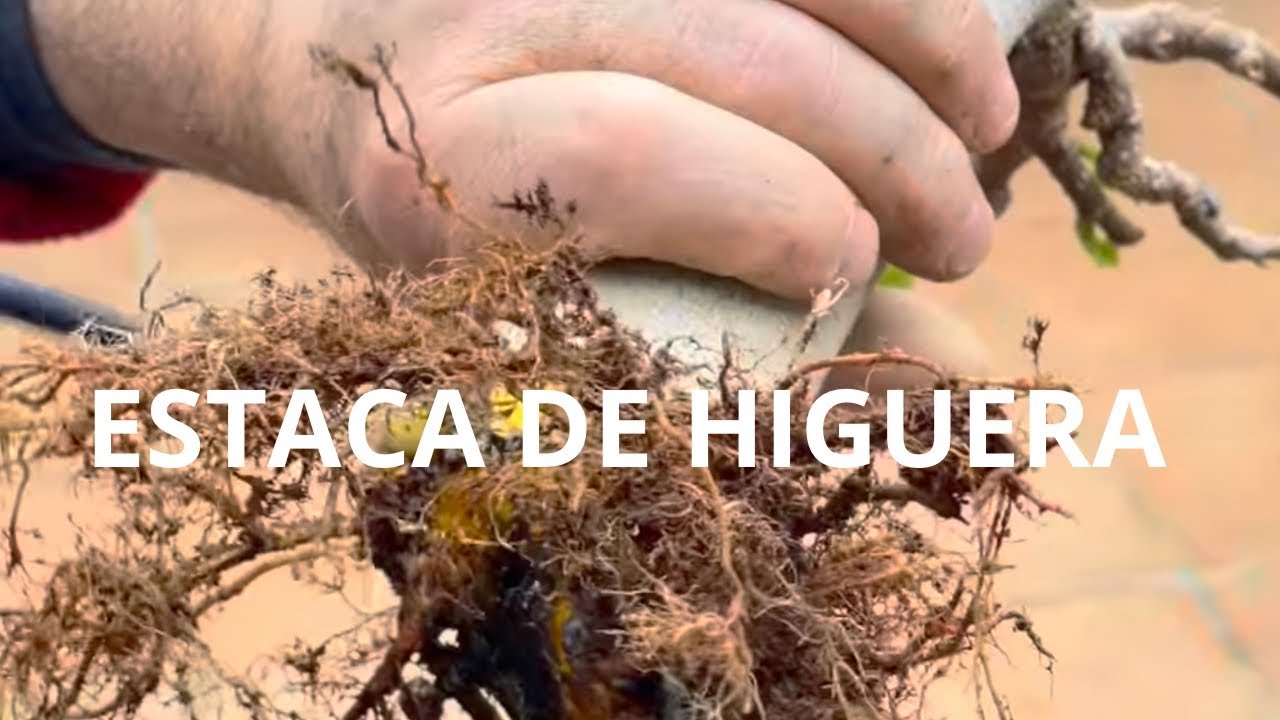 ☘️Trasplante y cambio de plantado de una estaca de Higuera
