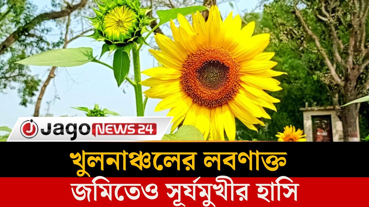 লবণাক্ত জমিতে সূর্যমুখীর হাসি, খুলনাঞ্চলে নতুন সম্ভাবনা | Jago News