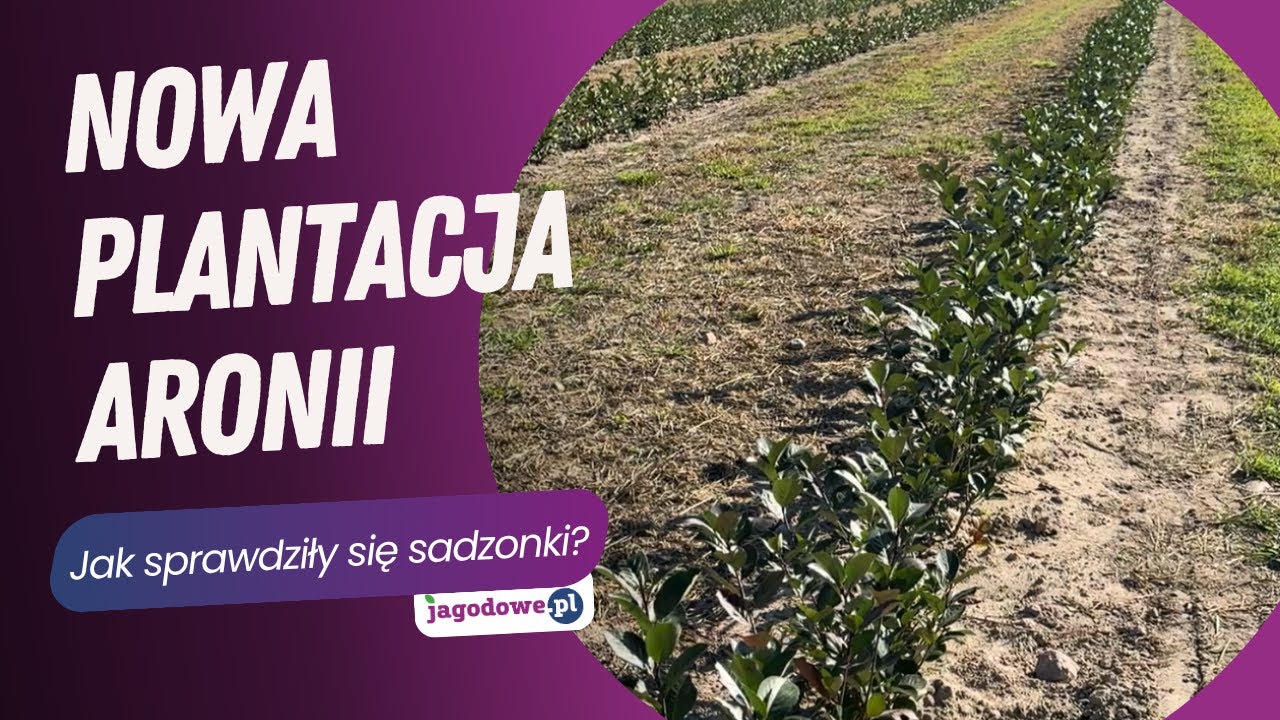 Nowa plantacja aronii. Jak sprawdziły się sadzonki?