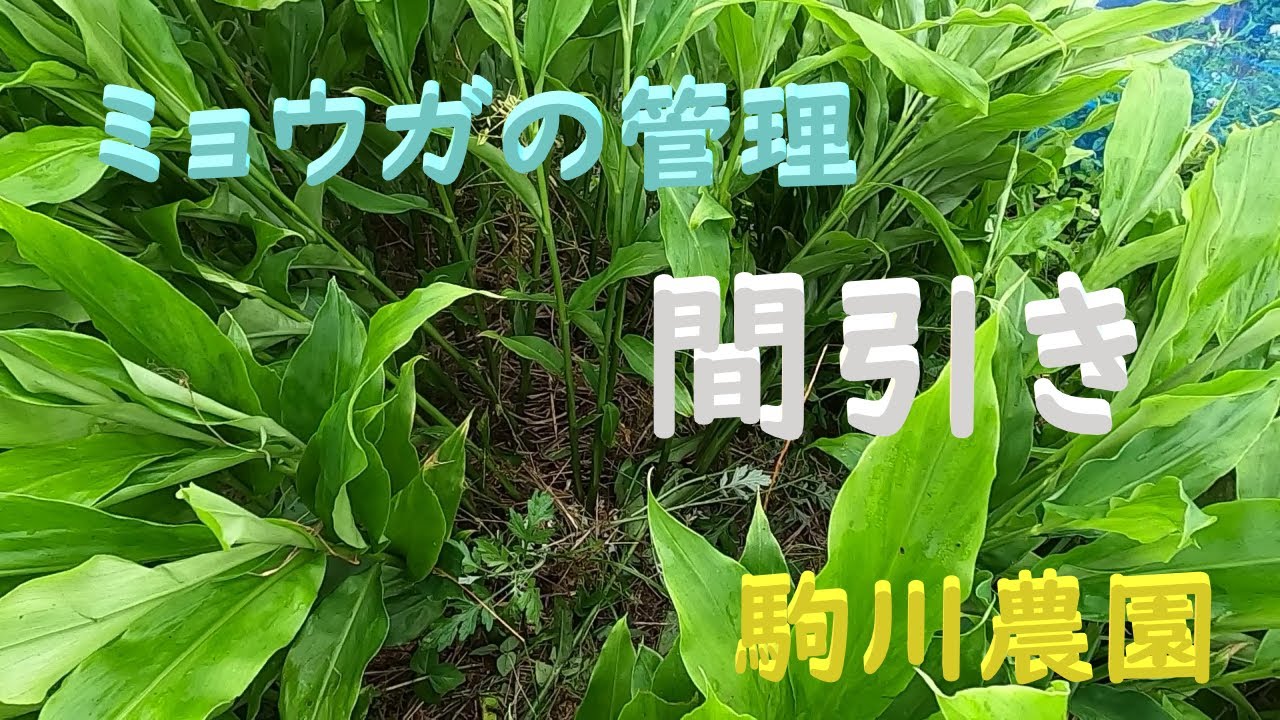 ミョウガの管理　間引き作業　駒川農園　23.6.9