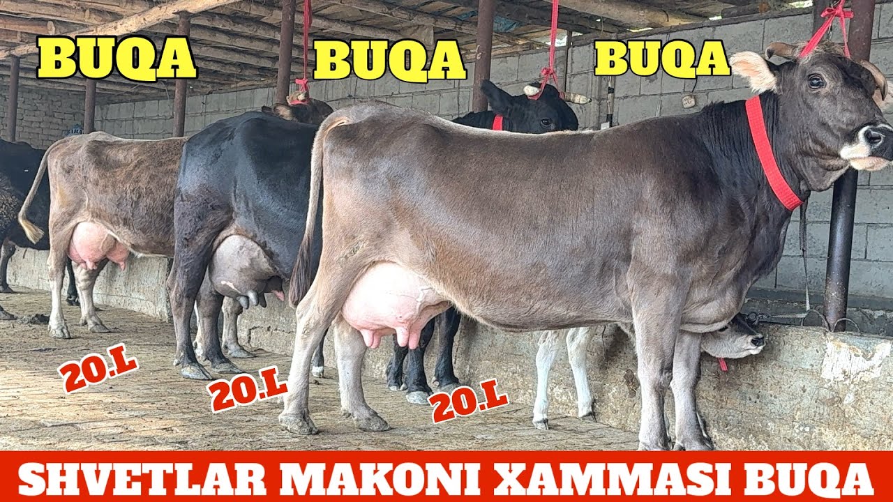 SHVETLAR MAKONI BOLASI BUQA SUTDOR YOSH SIGIRLAR JAXONGIR AKA JANGDA