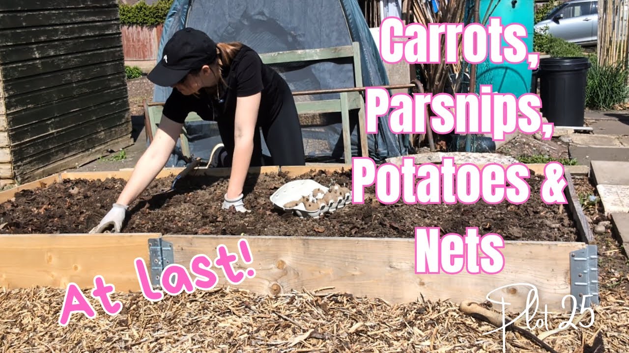 Carrots, Parsnips & Potatoes! April at the allotment || Allotment Gardening UK