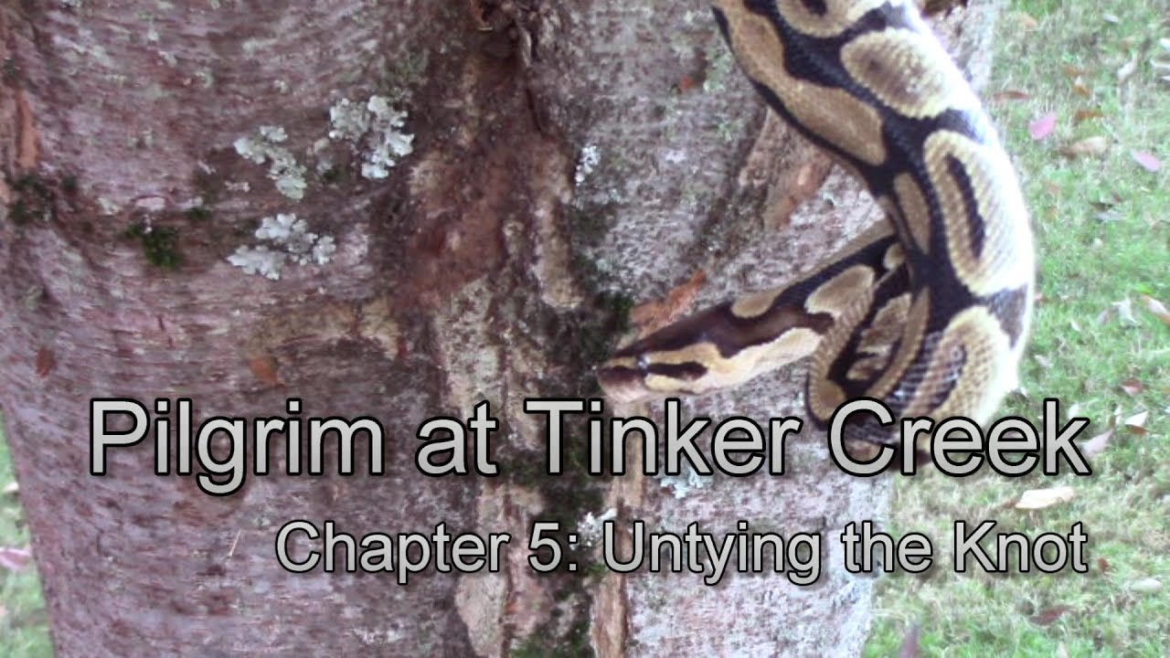 Pilgrim at Tinker Creek, chapter 5 discussion