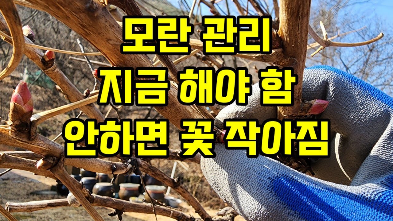 모란 꽃 2배 크게 피우는 방법 - 지금 딱 2주만 가능 합니다 