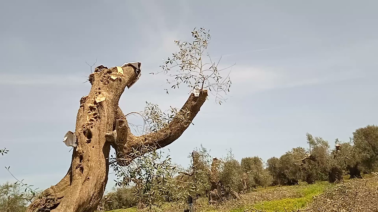 Capitozzatura e innesto