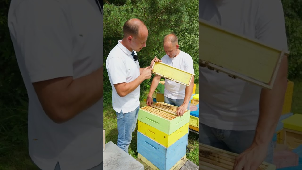 Ar žinote, kaip atsiranda medaus KORYS? | BROLIŲ MEDUS