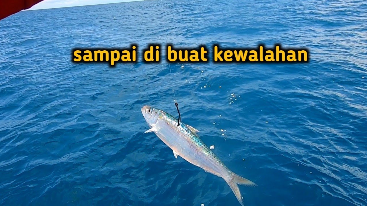 UMPAN IKAN TEMBANG HIDUP TANPA KAWAT!! LEBIH CEPAT SAMBARAN