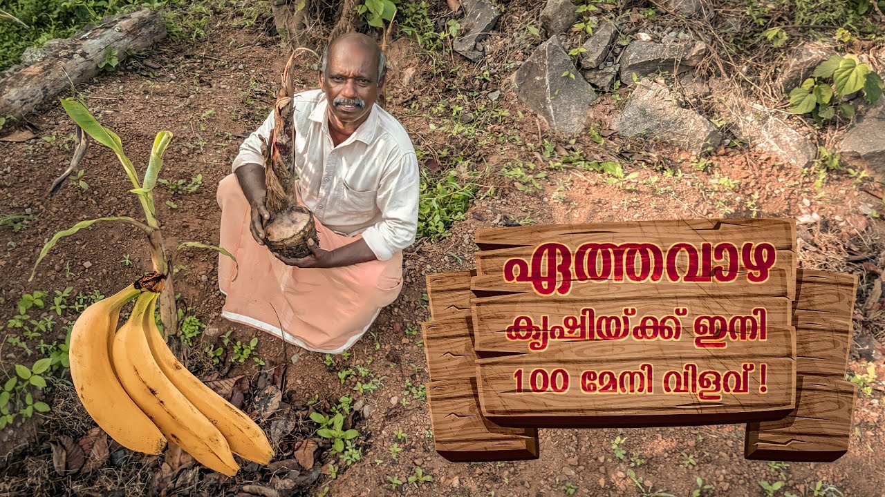 ഏത്തവാഴ കൃഷി ചെയ്യേണ്ട ശരിയായ രീതി | Ethavazha Krishi In Malayalam | Vazha Cultivation Tips