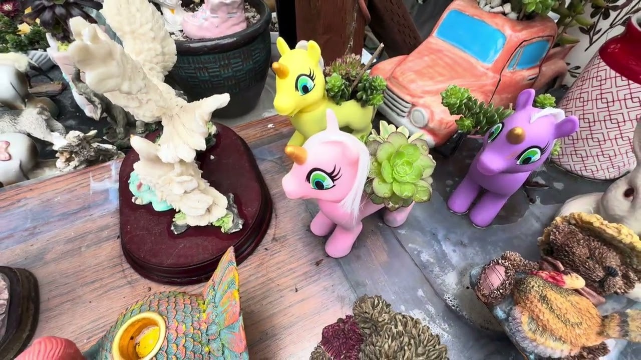 Succulents 29 - sen đá vào mùa đông 