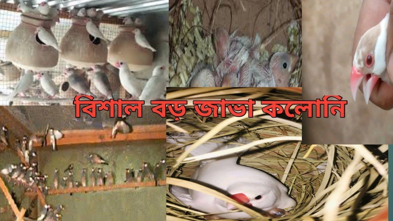 বিশাল বড় জাভা পাখির কলোনি|java sparrow biggest colony|java sparrow breeding setup|