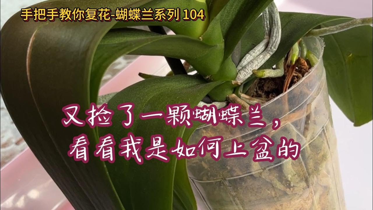 手把手教你复花-蝴蝶兰 104 又捡了一颗蝴蝶兰，看看我是如何处理和上盆的