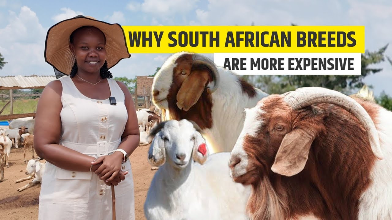 Why Boer, Kalahari & Savannah Goats More Expensive Than Ugandan Local Breeds?