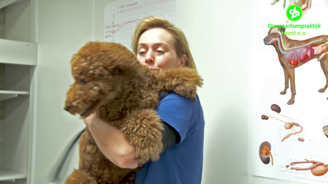 Inseminatie Hond Dierenartsenpraktijk Horst