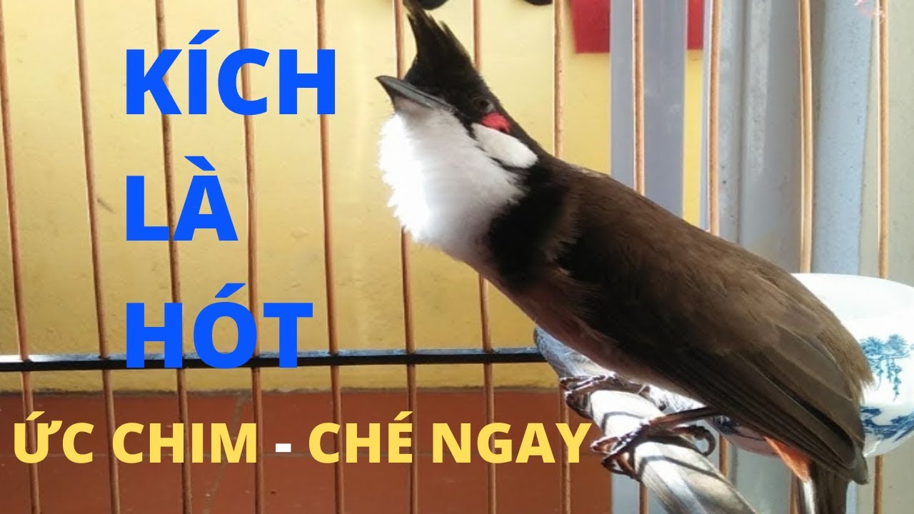 Luyện chào mào hót căng lửa | QUÁ HAY CĂNG LỬA CHÉ. luyện chào mào hót sáng, chao mao, chào mào hót