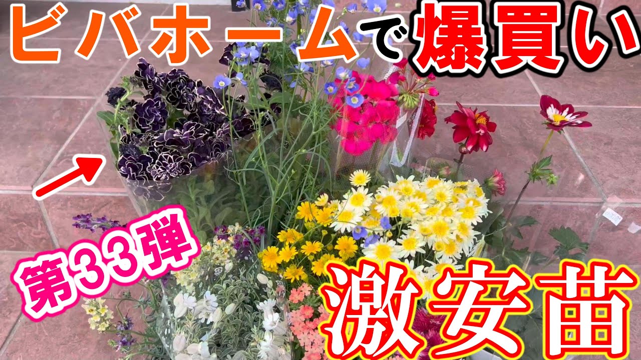 【激安苗】ビバホームでお花を爆買い第33弾【ガーデニング】ペチュニア/シレネ/ヘリオフィラ/リナリア/ゼラニウム/マーガレット/ダリア/ダールブルグデージー/ギリア/バーベナ/オステオスペルマム