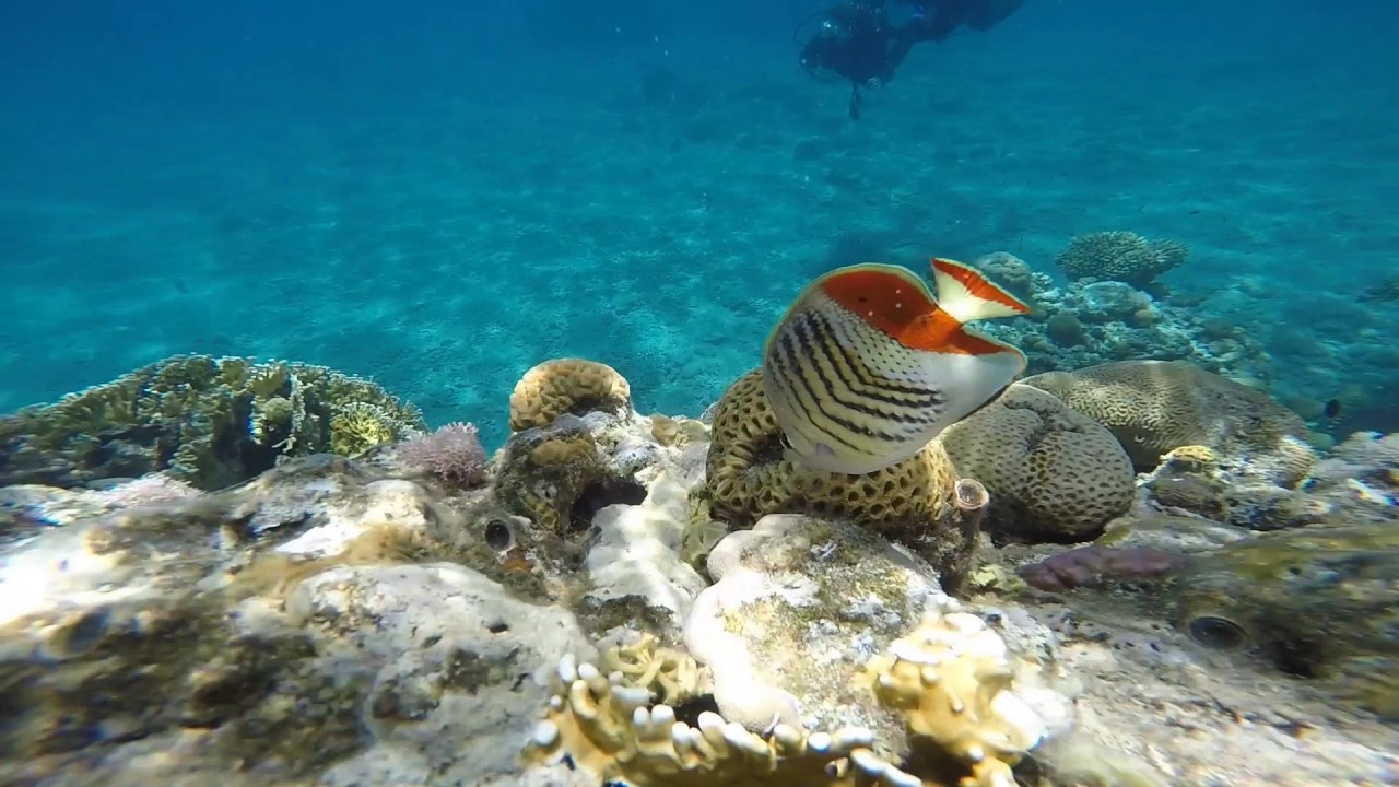 EIlat - snorkeling in coral reef