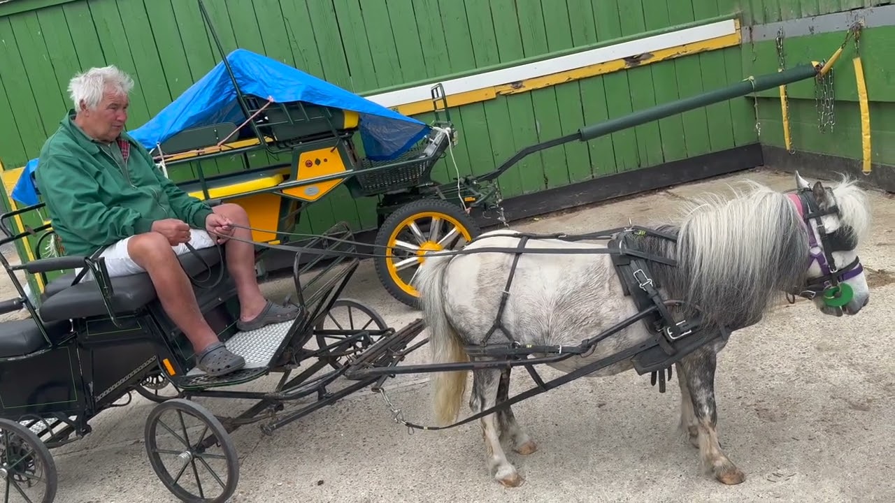 First Time in Single with Miniature Pony Pipsqueak