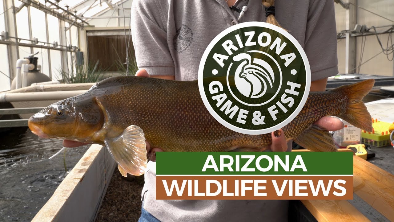 Episode 3 - 2018/2019 Arizona Wildlife Views Television