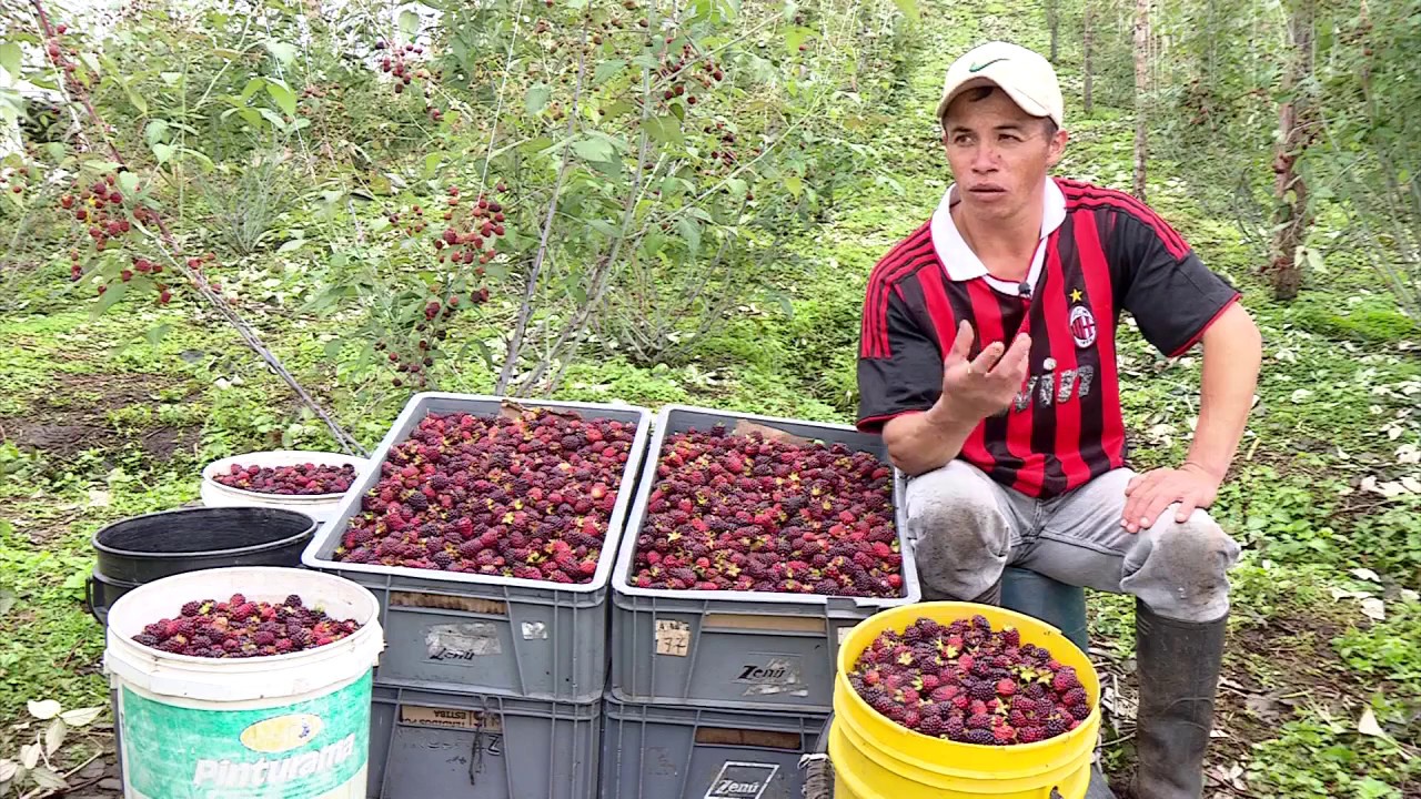 En la cosecha de la mora sea cuidadoso | La Finca de Hoy