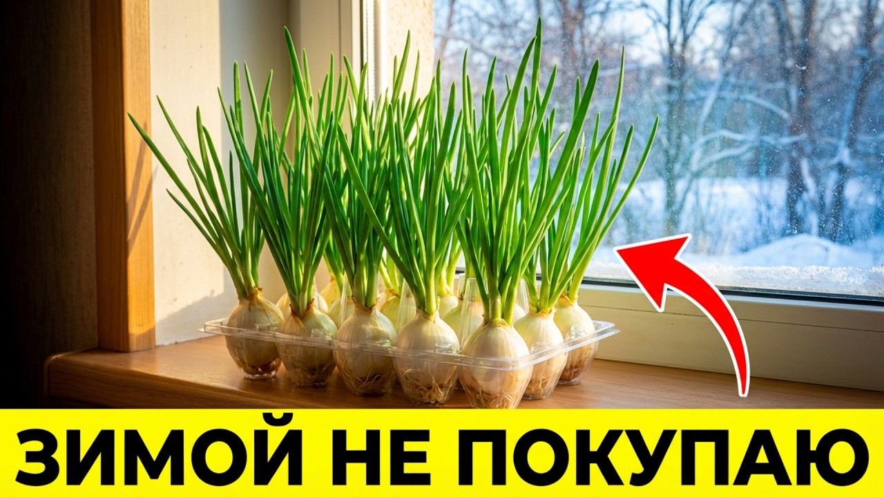 Я БОЛЬШЕ НЕ ПОКУПАЮ ЗЕЛЕНЫЙ ЛУК. Простой способ из одной упаковки яиц