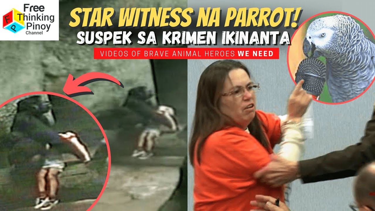 Gorilla Niligtas ang BUHAY ng Bata!! 19 Stories ng mga Hayop na Sumagip sa Buhay ng Tao