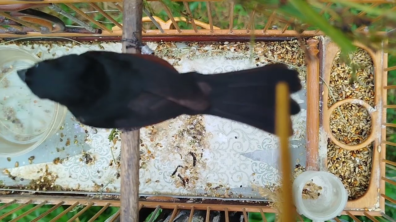 Curió fogo crônico 🦅🦅🦅🦅