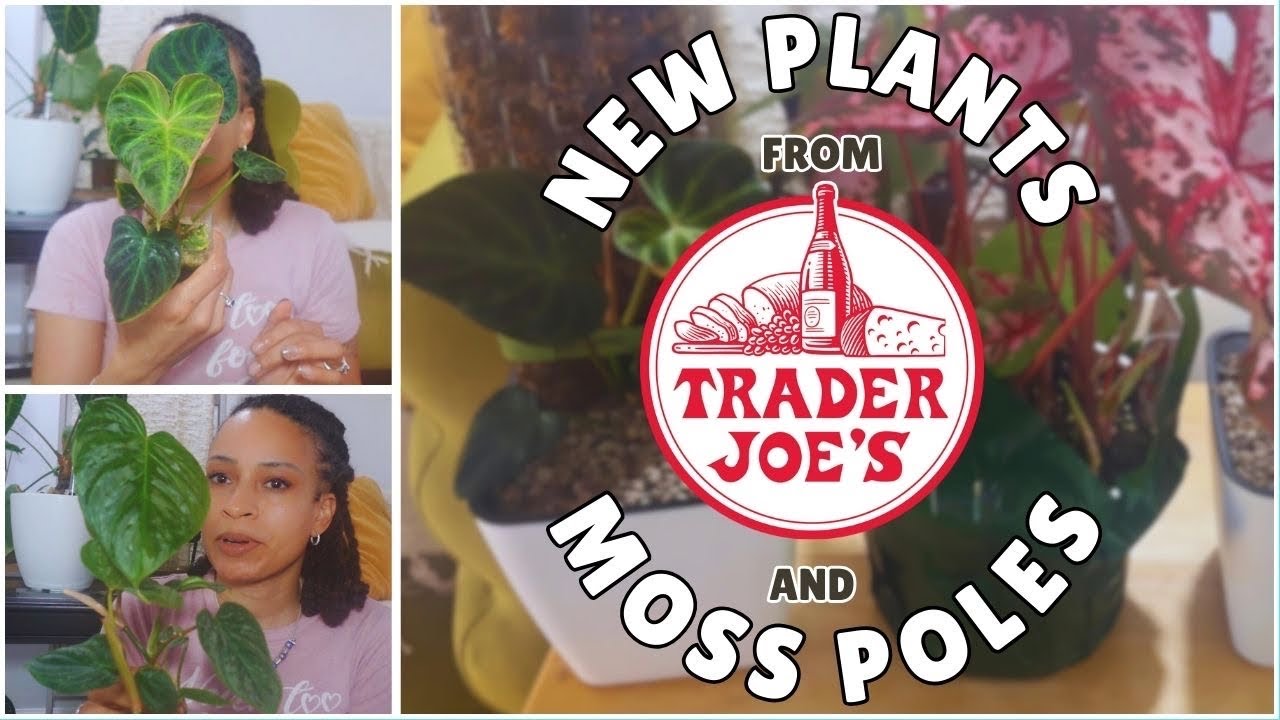 PLANT UPDATES!!!  MOSS POLES AND A NEW PLANT FROM TRADERS JOES!!! #plantcollector #houseplants