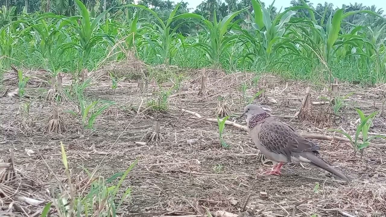 Akhirnya tekukur liar sang penguasa turun juga ke laman,