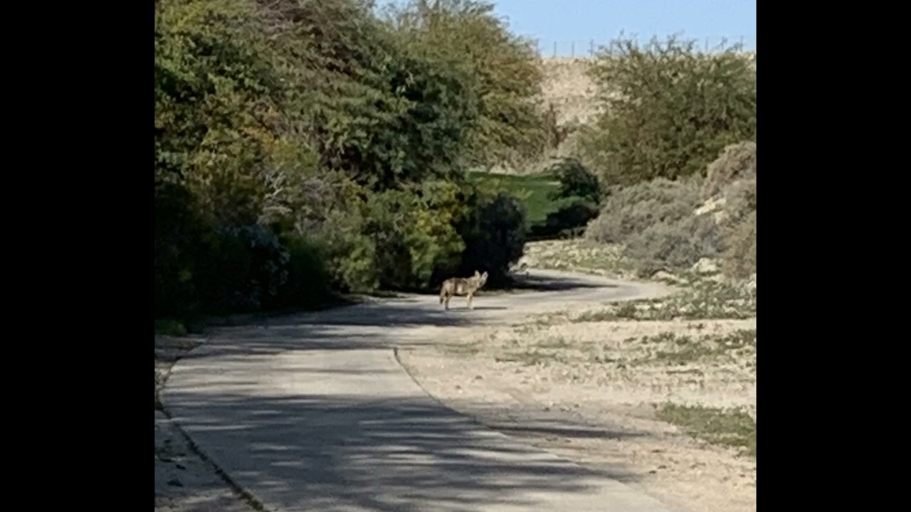 Wiley coyote