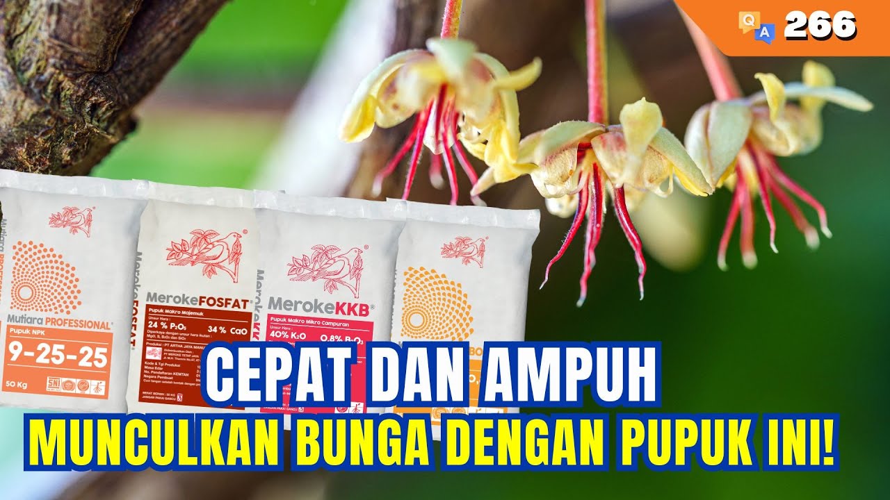 Tepat Dan Ampuh! Pupuk Perangsang Pembungaan Dan Cegah Rontoknya | Q&A #266