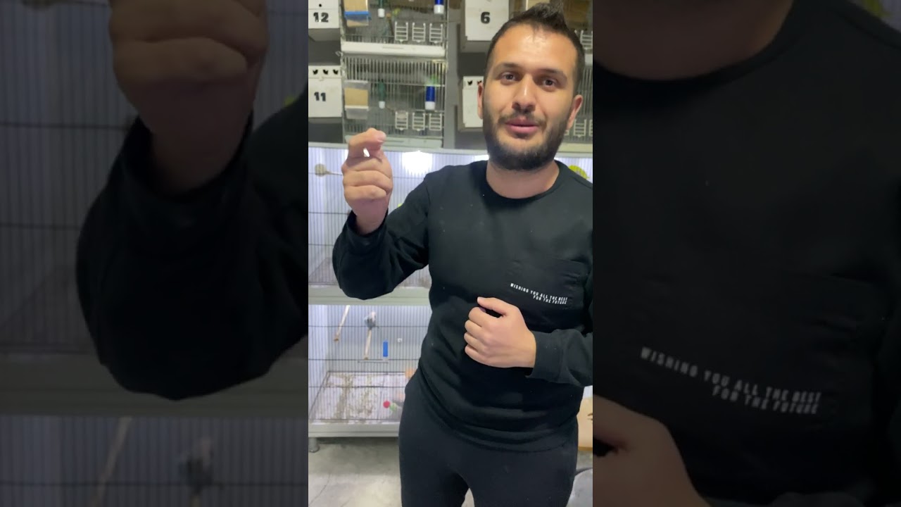 Show Jumbo Kuş Piyasası Hakkında Bilgilendirme ✅