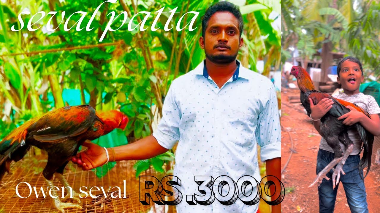 Seval patta #anthiyur #bhavani #erode #seval #assel contentnumber 6381-406664 seval venum dm pannuga