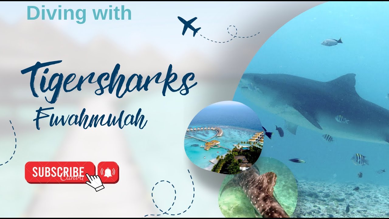 Diving with Tigersharks Fuvahmulah Maldives