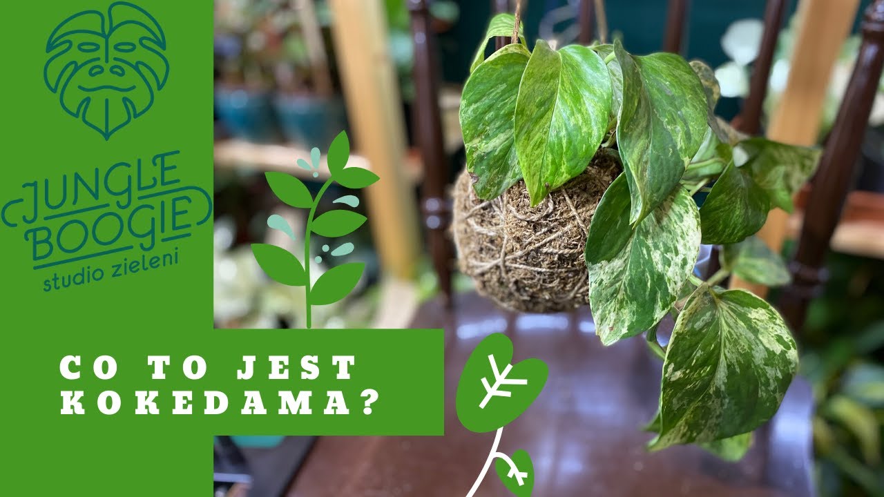 Co to jest kokedama?