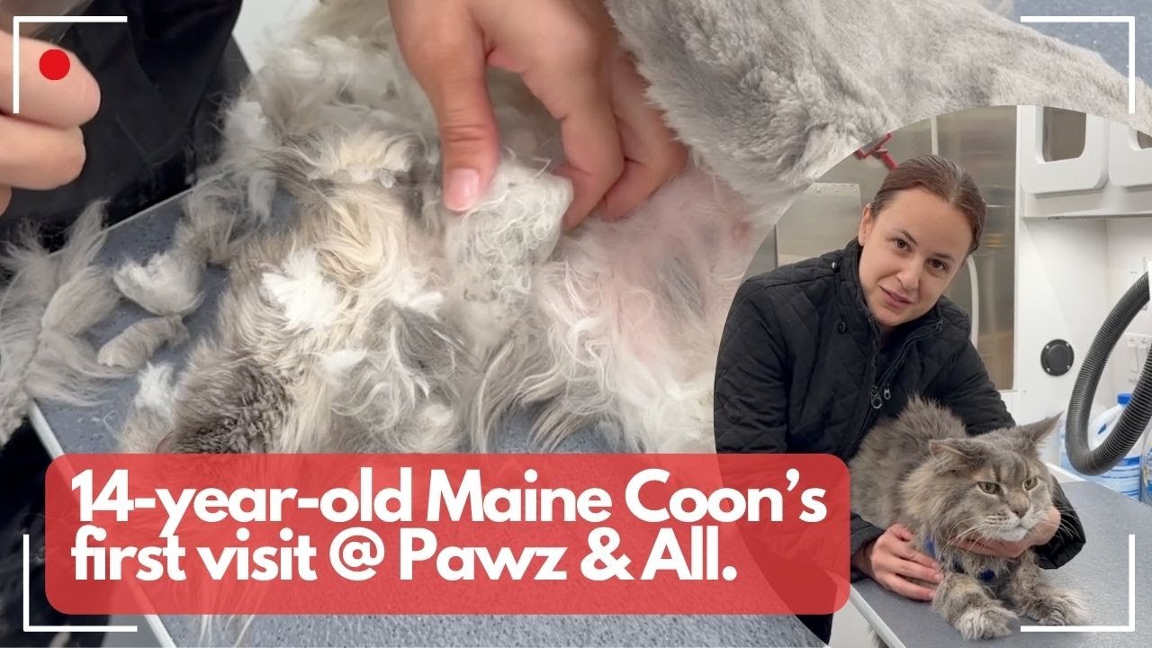 14-YEAR-OLD MAINE COON FIRST TIME AT PAWZ AND ALL