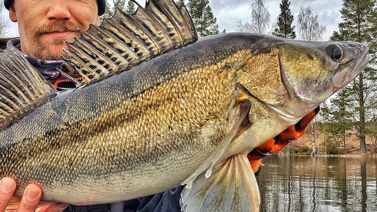 KUHAN KALASTUSTA SALMESSA | KEVÄT KALASTUS