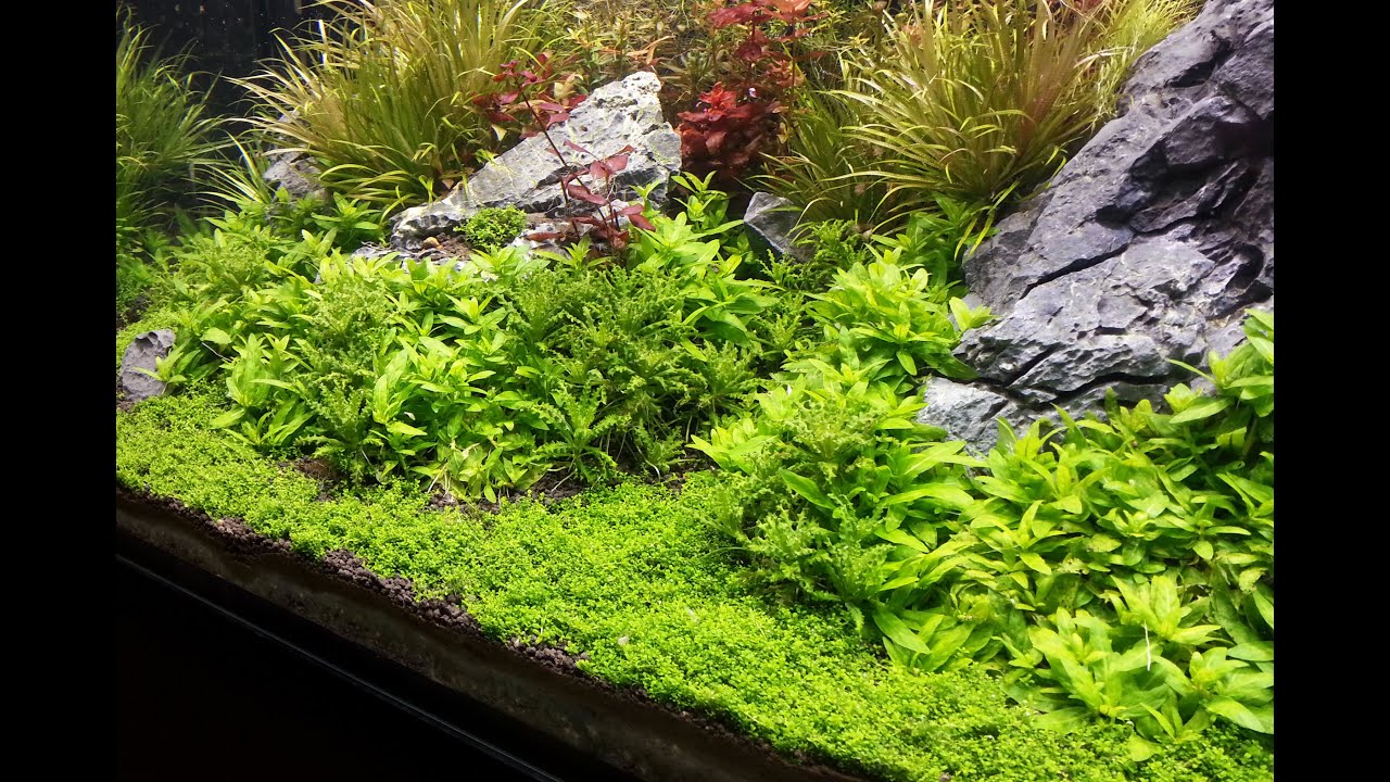 Planted tank - Tank Balance & nutrient dosing (outdated, check website instead)