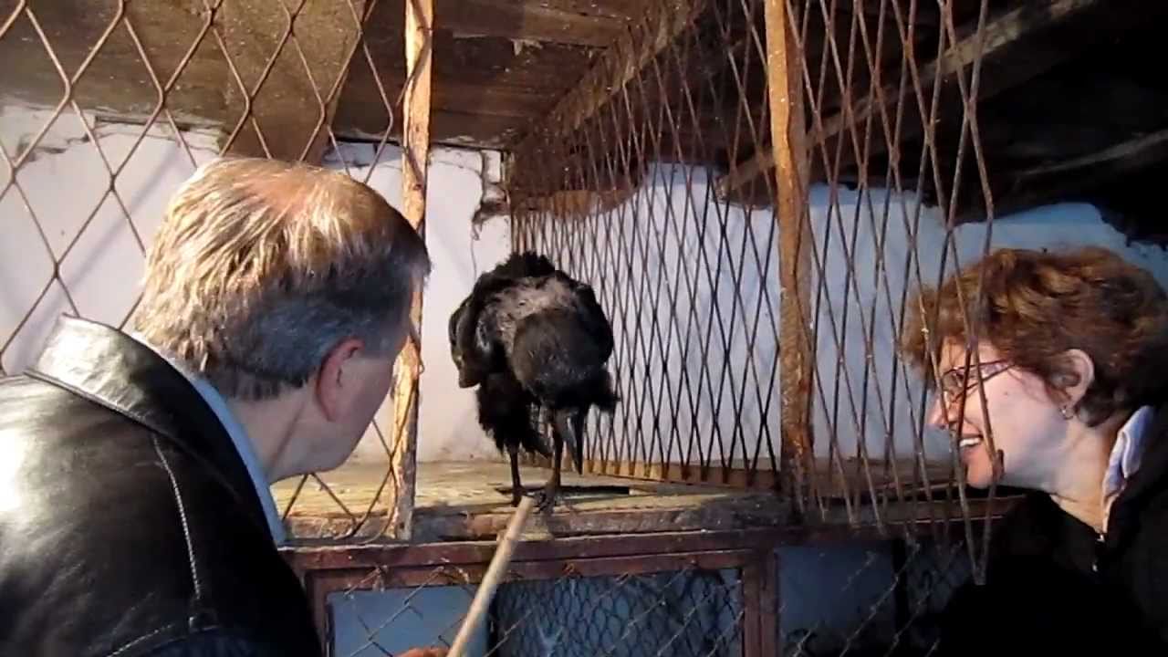 Izletnik Beograd - Gavran koji prica  (Raven says that)