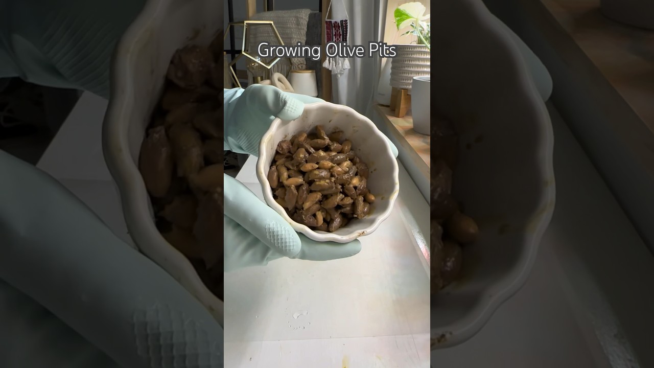 Выращивание оливковых косточек #шорты #растения #сделай сам #проращивание #семена #оливка