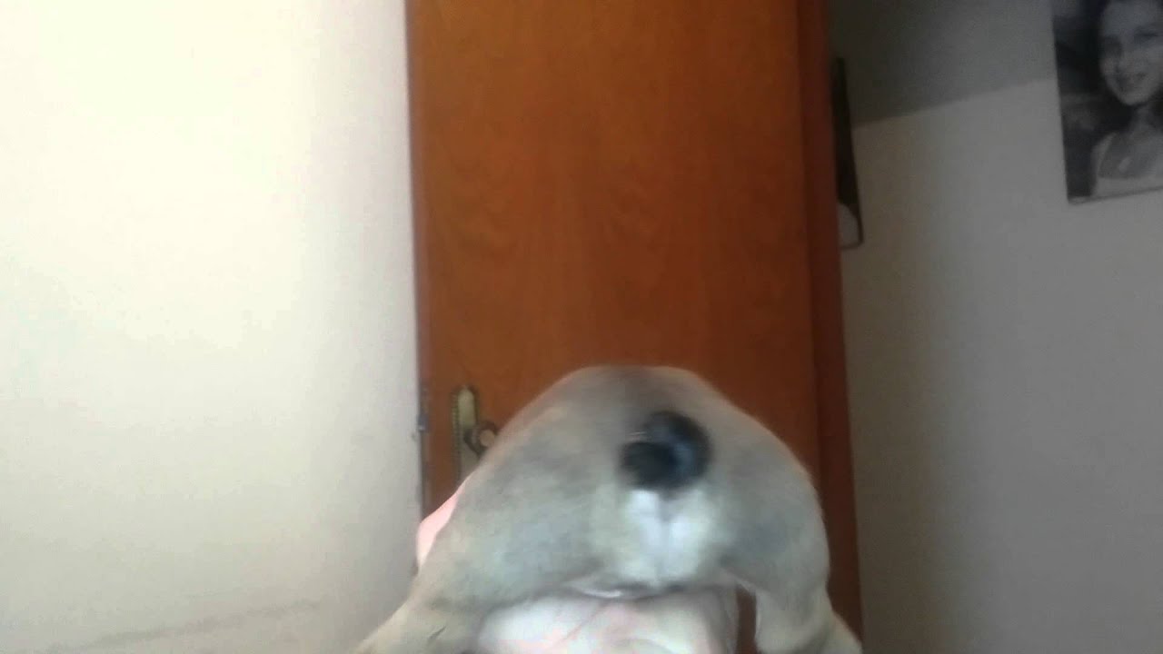 Feminha Brutus
