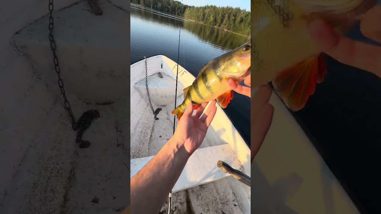 AbborreFiske!💥 🎣🐛🐟