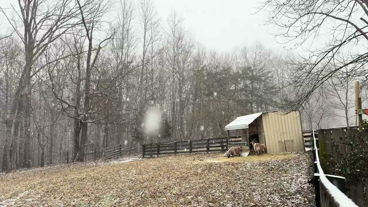 Goats In The Early Snow Fall 
