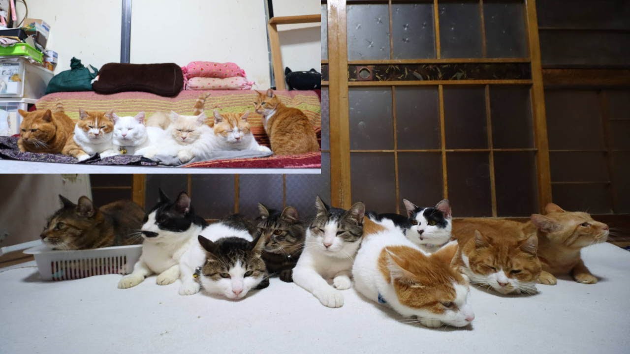 ９＋６匹の猫たち　251231