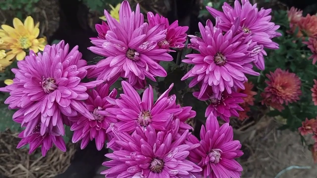 Chrysanthemum flower plant || sebati plant || ମୋ ସେବତୀ ଗଛ ରେ ଏତେ ସାରା ଫୁଲ ଆପଣ ଦେଖିଲେ ବି ଆଶ୍ଚର୍ଯ୍ୟ ||