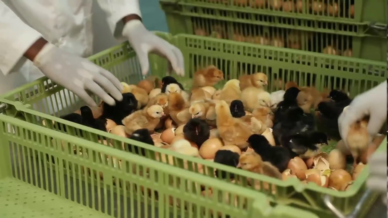 KUKU KIENYEJI BY KENYA AGRICULTURAL RESEARCH INSTITUTEKARI now KALRO  YouTube 1080p